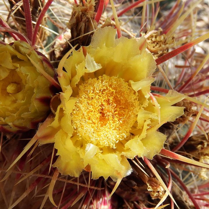 Fujifilm FinePix S1 sample image