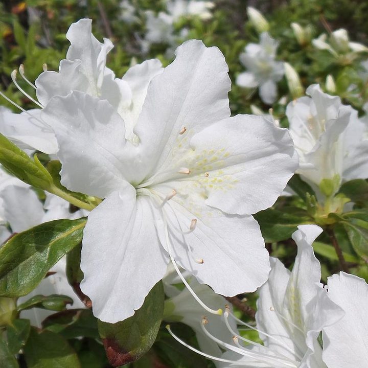 samsung galaxy camera 2 review sample flower