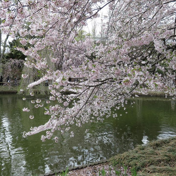 canon powershot sx700 hs review sample image 2
