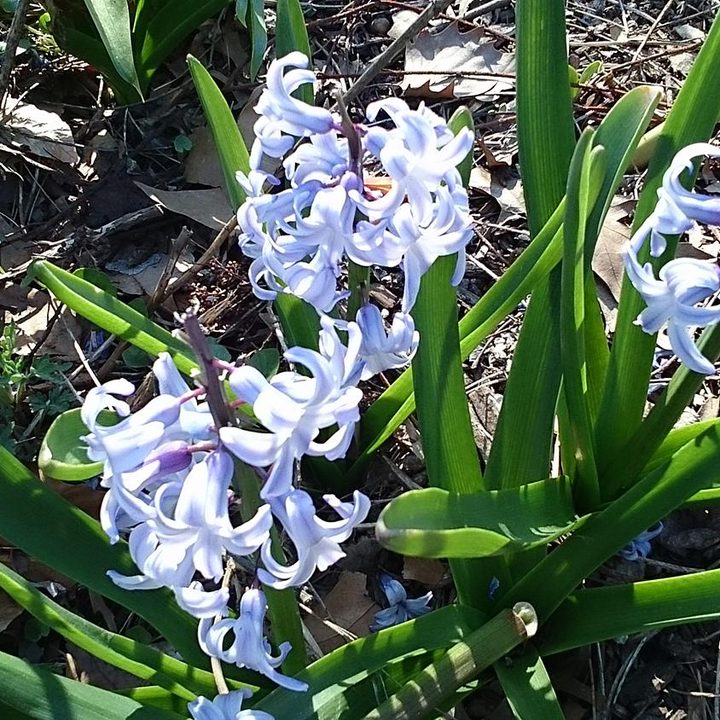 sony xperia z2 tablet review camera sample flowers