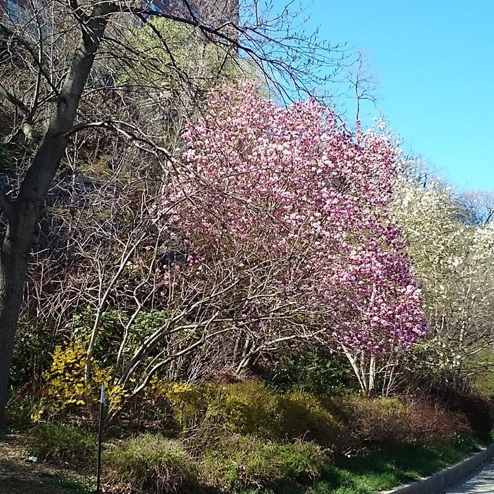 sony xperia z2 tablet review camera sample tree path