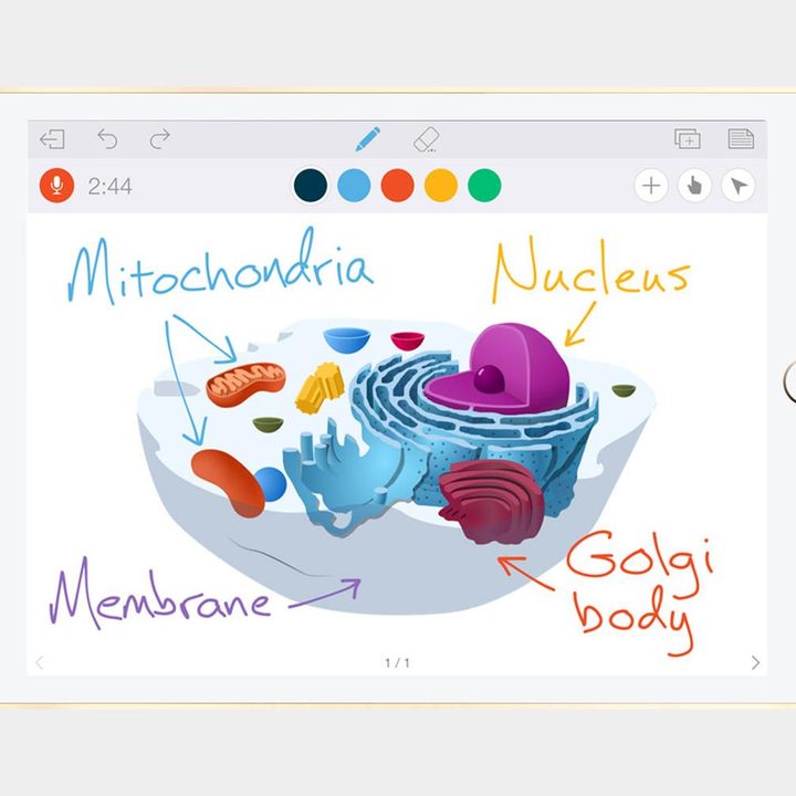 Educreations App whiteboard.
