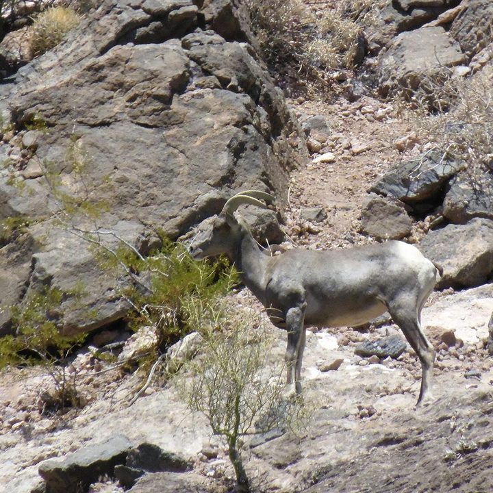 Samsung WB2200F sample image sheep