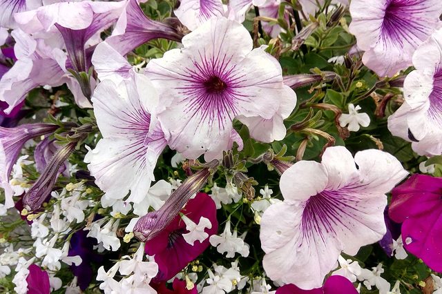 Gionee S55 sample 3