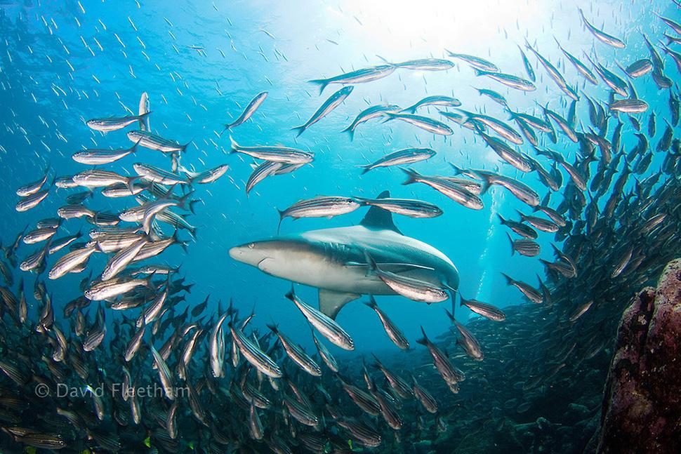 Shark photographer David Fleetham