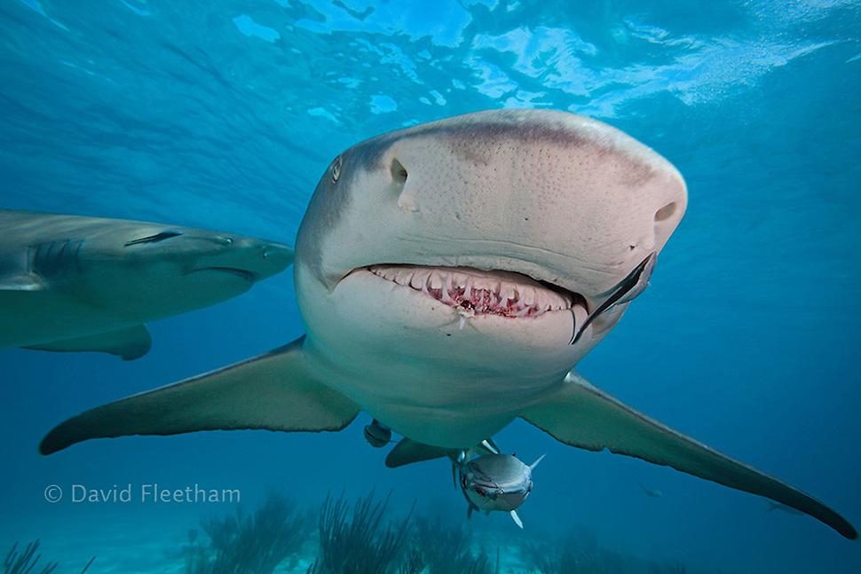 Shark photographer David Fleetham