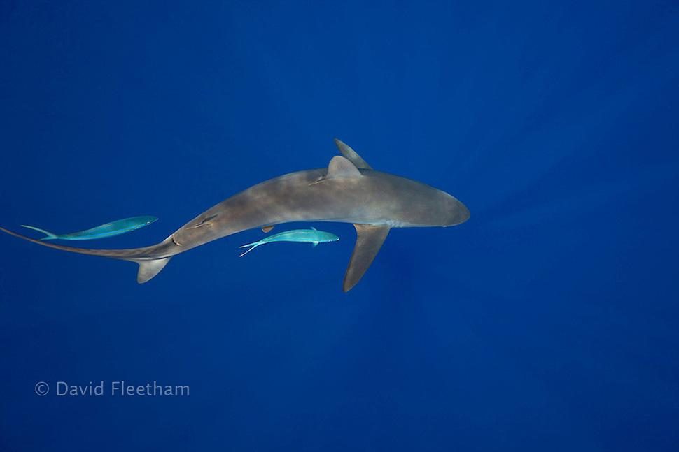 Shark photographer David Fleetham