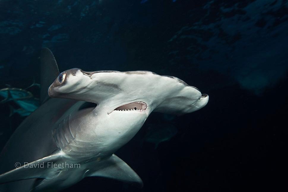 Shark photographer David Fleetham
