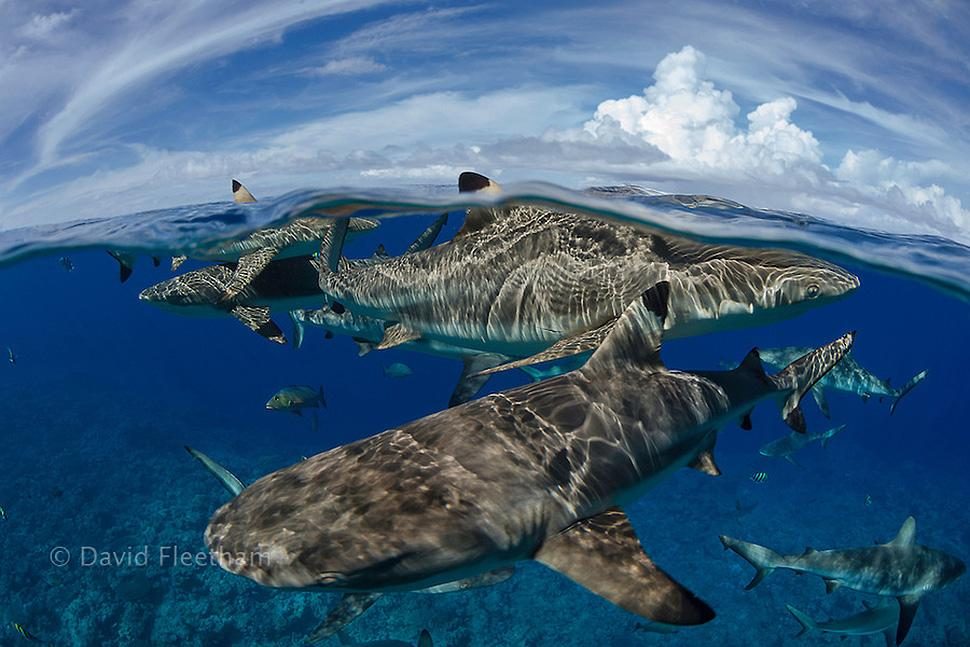 Shark photographer David Fleetham