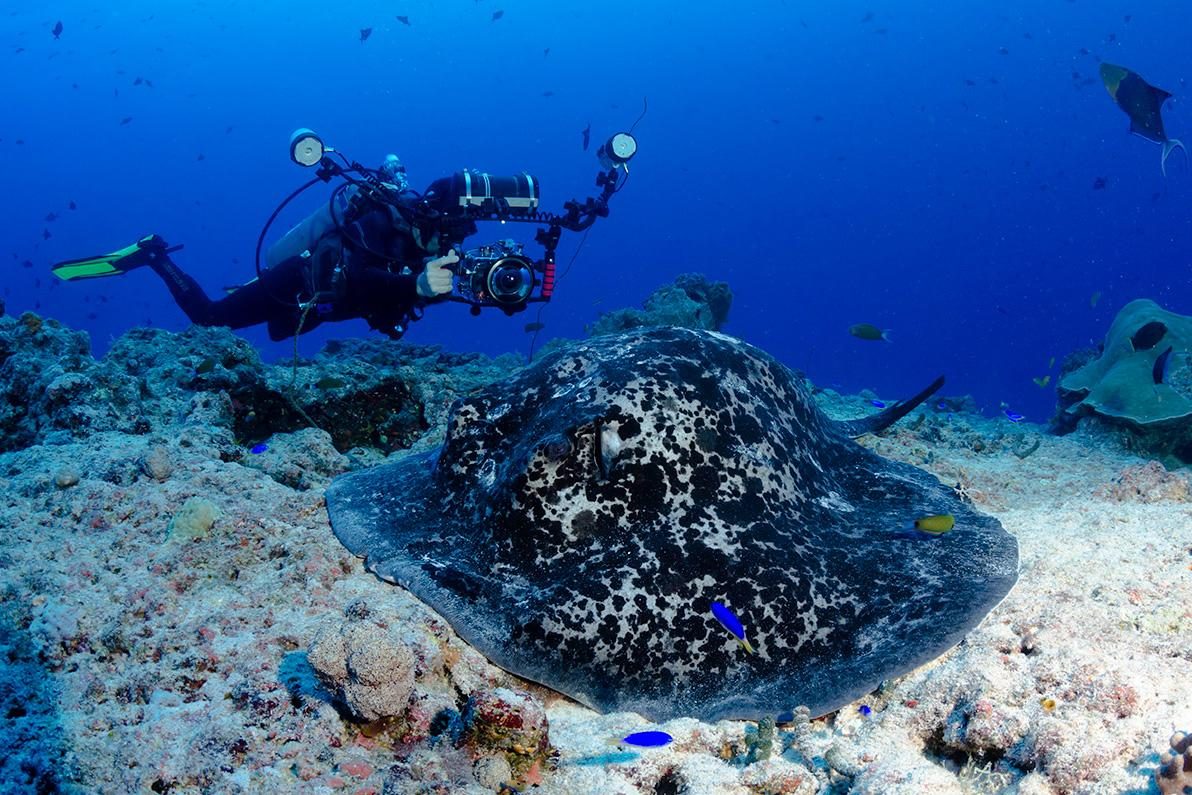 Shark photographer David Fleetham