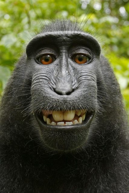 Macaca_nigra_self-portrait