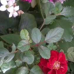 nokia lumia 635 review camera image 3
