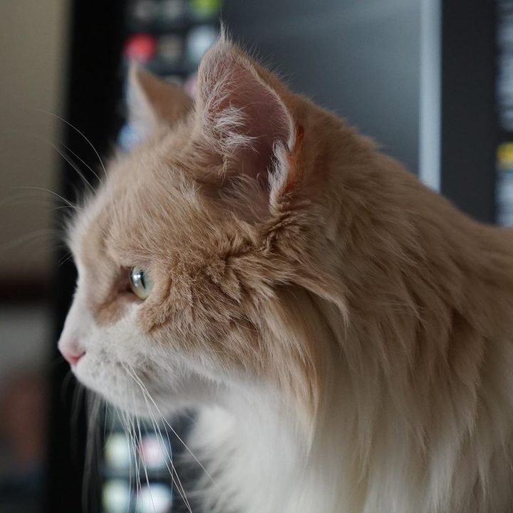 sony alpha a7s review 7s sample 4