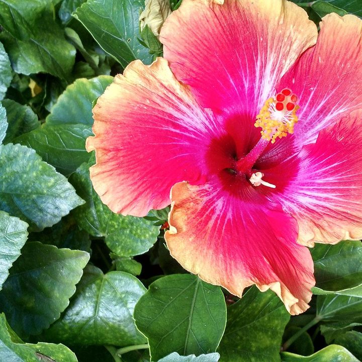 Motorola X camera sample 5