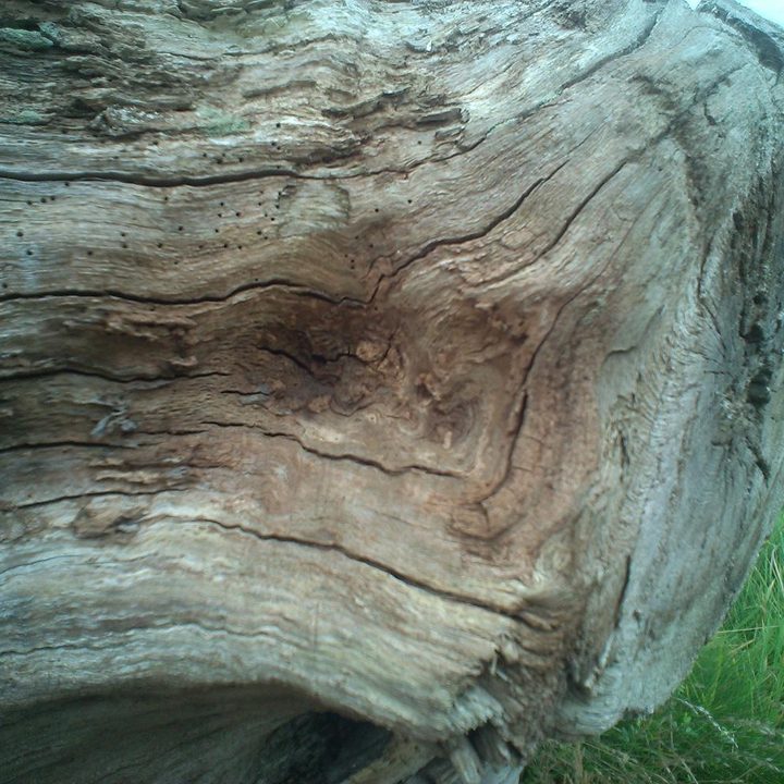 neptune pine review sample image 003