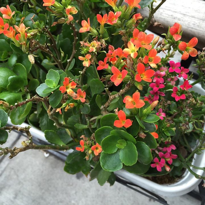 iPhone 6 sample image