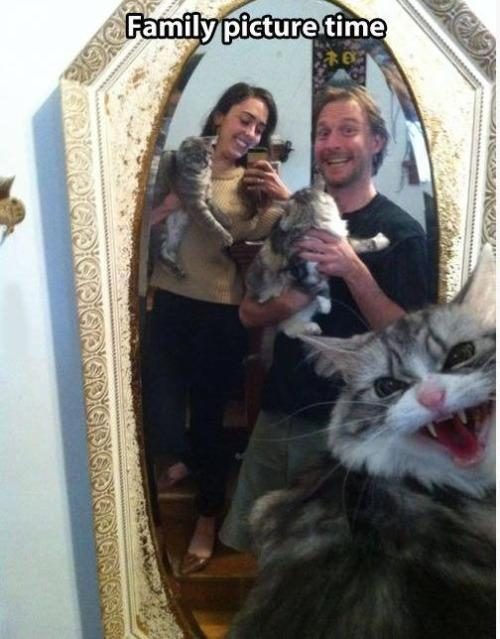 bad cat selfie 3