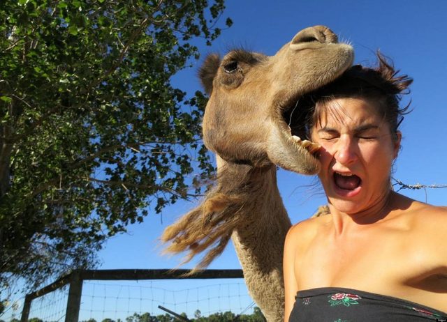 camel selfie