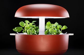 plantui1