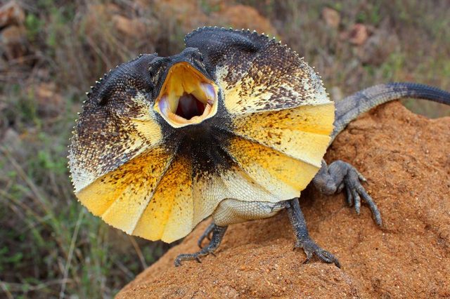 lizardsquad
