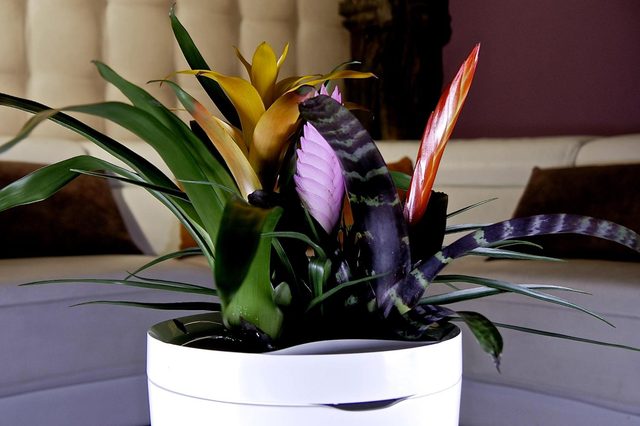 Parrot Pot