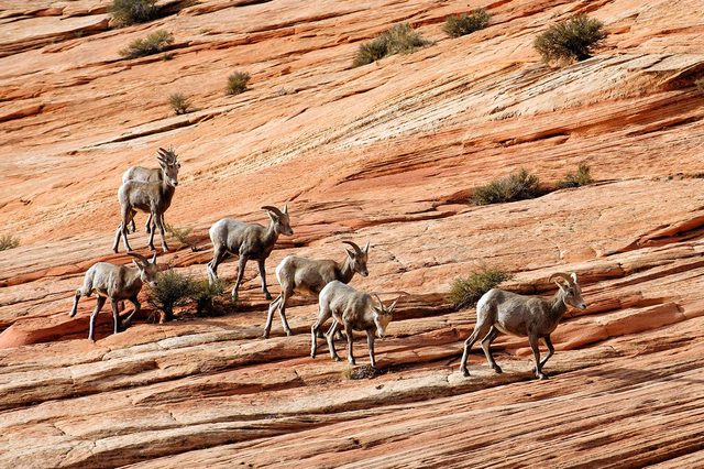 2. Startle a herd of endangered Bighorn Sheep