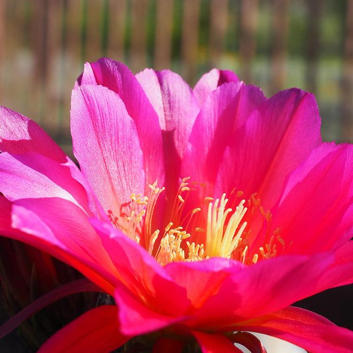 Olympus OM-D E-M5 Mark II