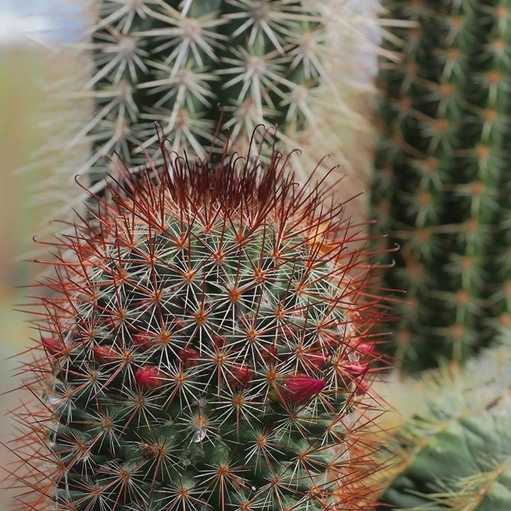 Olympus OM-D E-M5 Mark II