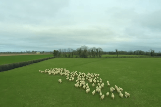 sheep herding drone
