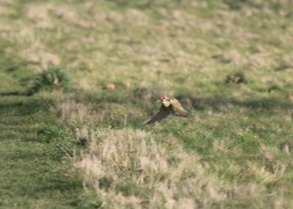 woodpecker-weasel-2