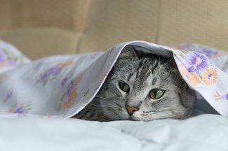 Cat in bed sheets