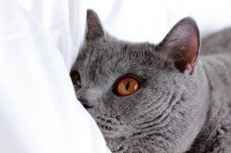 Cat on bed sheets