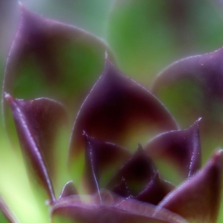 Lensbaby Velvet 56 lens sample