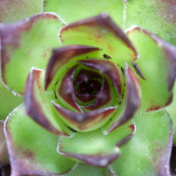 Lensbaby Velvet 56 lens sample