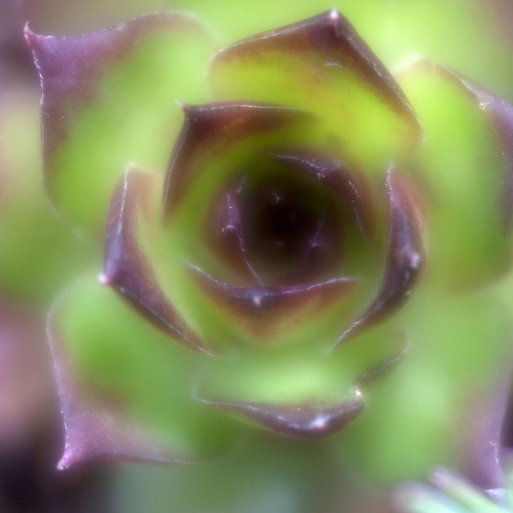 Lensbaby Velvet 56 lens sample