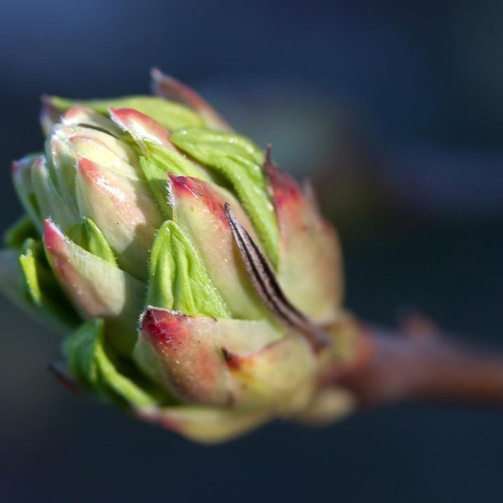 Lensbaby Velvet 56 lens sample