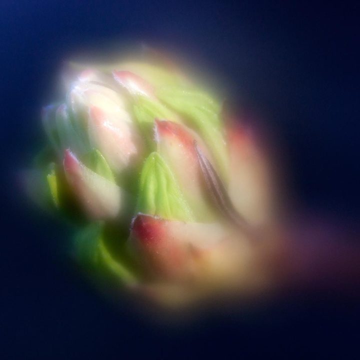 Lensbaby Velvet 56 lens sample