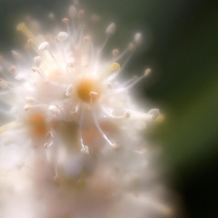Lensbaby Velvet 56 lens sample