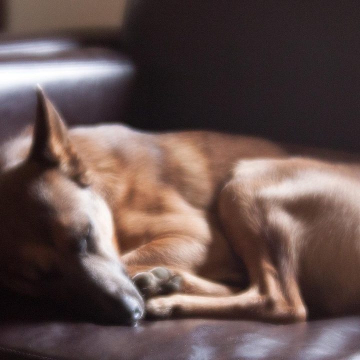 Lensbaby Velvet 56 lens sample