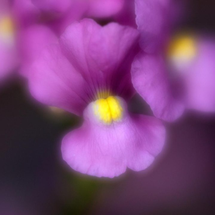 Lensbaby Velvet 56 lens sample