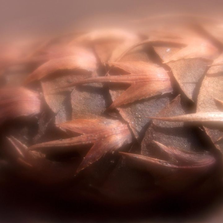 Lensbaby Velvet 56 lens sample