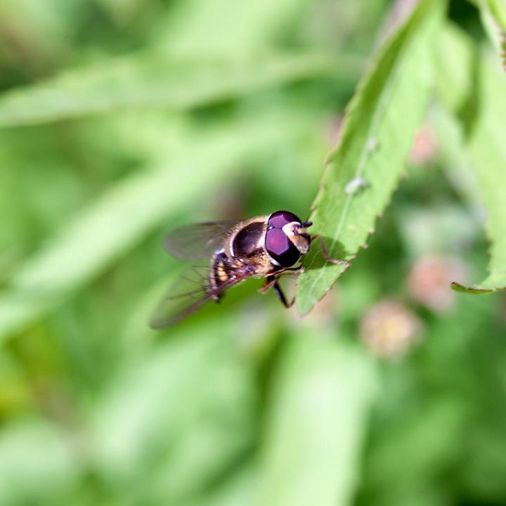 Lensbaby Velvet 56 lens sample