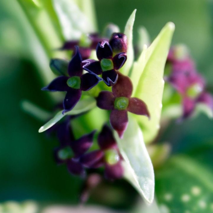 Lensbaby Velvet 56 lens sample