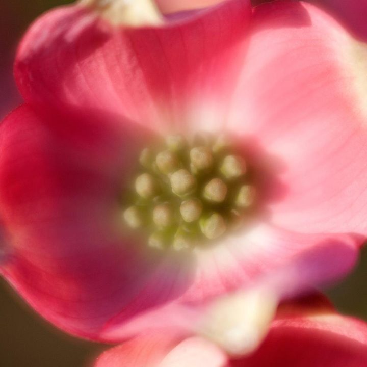 Lensbaby Velvet 56 lens sample