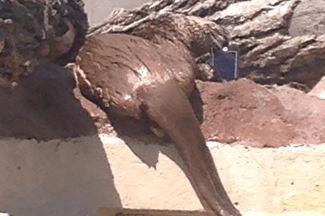 Otter with iPhone