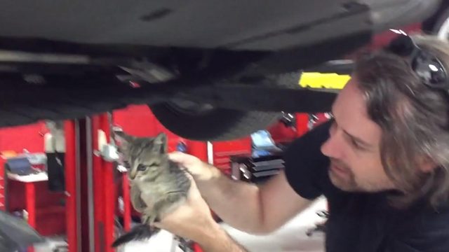 Kitten in Tesla Model S