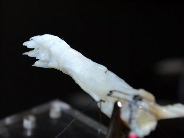 Ott laboratory Rat biolimb composite tissue 2