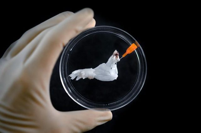 Ott-laboratory-Rat-biolimb-composite-tissue-3
