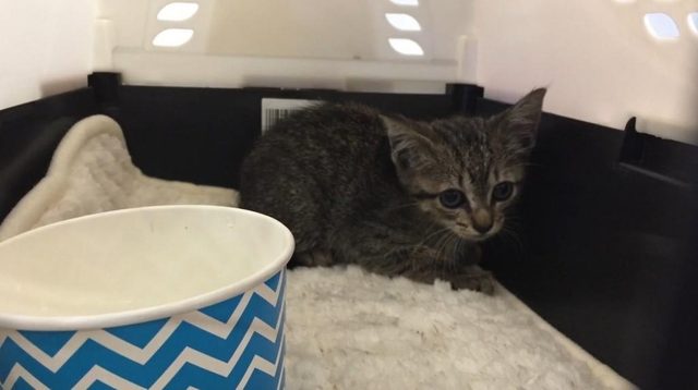 Kitten in Tesla Model S