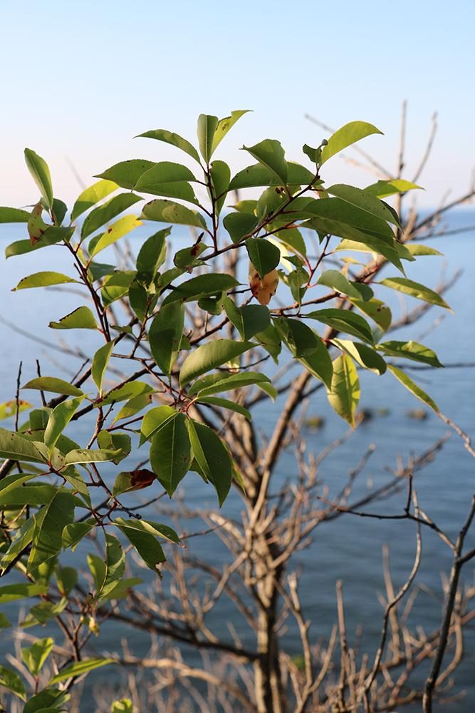 canon eos rebel t6s review 1350